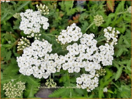 Achillea millefolium &#039;Schneetaler&#039; | Duizendblad | Gew&ouml;hnliche Schafgarbe