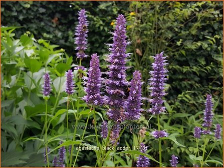 Agastache &#039;Black Adder&#039; | Dropplant, Anijsnetel | Duftnessel