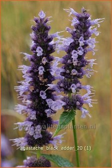 Agastache &#039;Black Adder&#039; | Dropplant, Anijsnetel | Duftnessel