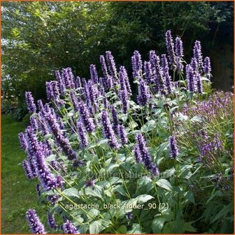 Agastache &#039;Black Adder&#039; | Dropplant, Anijsnetel | Duftnessel