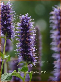 Agastache &#039;Black Adder&#039; | Dropplant, Anijsnetel | Duftnessel