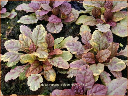 Ajuga reptans &#039;Golden Glow&#039; | Zenegroen | Kriechender G&uuml;nsel