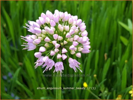 Allium angulosum &#039;Summer Beauty&#039; | Kantlook, Look | Kanten-Lauch