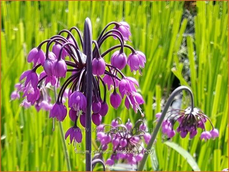 Allium cernuum &#039;Hidcote&#039; | Amerikaanse look, Sierui, Look | Nickender Lauch