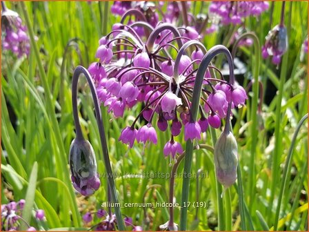 Allium cernuum &#039;Hidcote&#039; | Amerikaanse look, Sierui, Look | Nickender Lauch