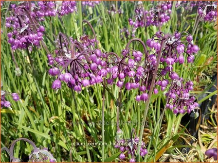 Allium cernuum &#039;Hidcote&#039; | Amerikaanse look, Sierui, Look | Nickender Lauch