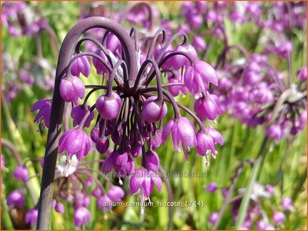 Allium cernuum &#039;Hidcote&#039; | Amerikaanse look, Sierui, Look | Nickender Lauch