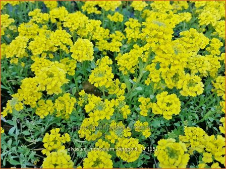 Alyssum montanum &#039;Berggold&#039; | Schildzaad | Berg-Steinkraut