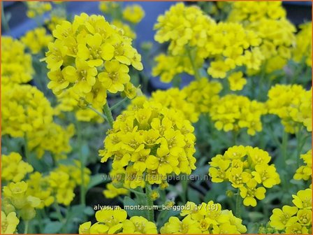 Alyssum montanum &#039;Berggold&#039; | Schildzaad | Berg-Steinkraut