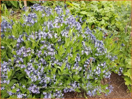 Amsonia tabernaemontana &#039;Blue Ice&#039; | Blauwe ster, Stermaagdenpalm | Gew&ouml;hnlicher R&ouml;hrenstern