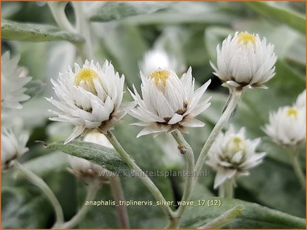 Anaphalis triplinervis &#039;Silver Wave&#039; | Siberische edelweiss, Witte knoop | Himalaya-Perlk&ouml;rbchen