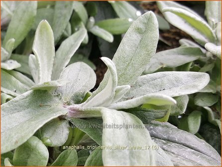 Anaphalis triplinervis &#039;Silver Wave&#039; | Siberische edelweiss, Witte knoop | Himalaya-Perlk&ouml;rbchen