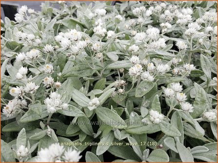 Anaphalis triplinervis &#039;Silver Wave&#039; | Siberische edelweiss, Witte knoop | Himalaya-Perlk&ouml;rbchen