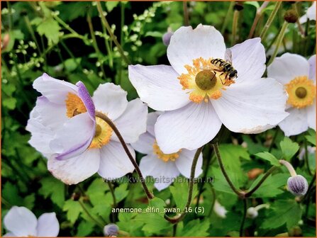 Anemone &#039;Elfin Swan&#039; | Anemoon | Anemone