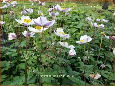 Anemone &#039;Elfin Swan&#039; | Anemoon | Anemone