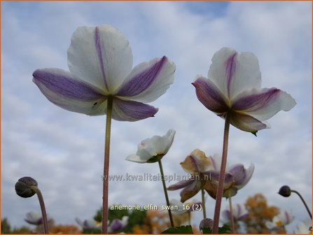 Anemone &#039;Elfin Swan&#039; | Anemoon | Anemone