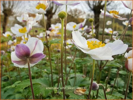 Anemone &#039;Elfin Swan&#039; | Anemoon | Anemone