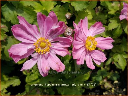 Anemone hupehensis &#039;Pretty Lady Emily&#039; | Herfstanemoon, Japanse anemoon, Anemoon | Herbstanemone