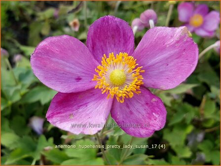 Anemone hupehensis &#039;Pretty Lady Susan&#039; | Herfstanemoon, Japanse anemoon, Anemoon | Herbstanemone