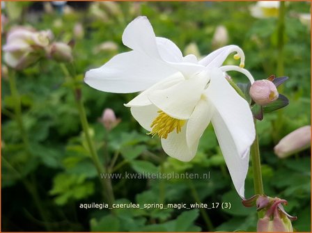 Aquilegia caerulea &#039;Spring Magic White&#039; | Akelei | Langspornige Akelei