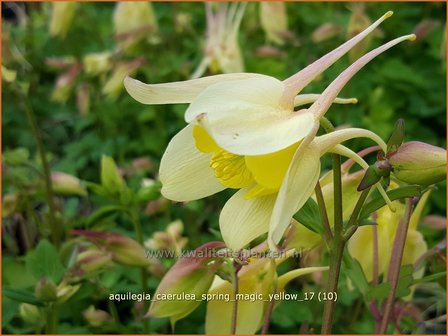 Aquilegia caerulea &#039;Spring Magic Yellow&#039; | Akelei | Langspornige Akelei