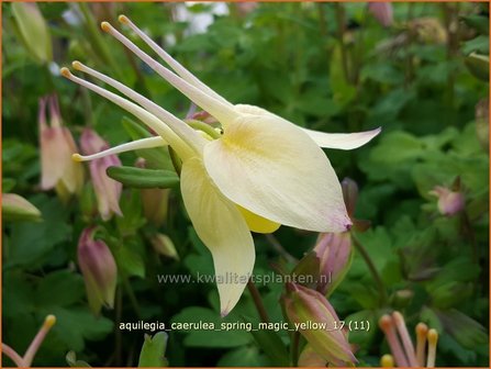 Aquilegia caerulea &#039;Spring Magic Yellow&#039; | Akelei | Langspornige Akelei