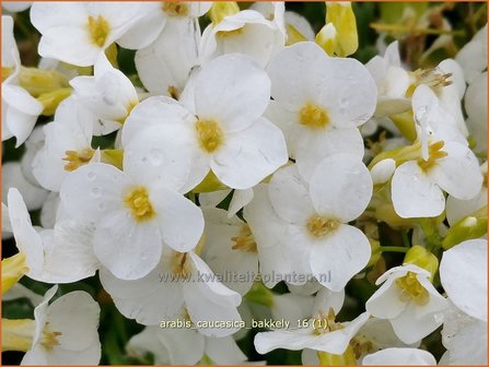 Arabis ferdinandi-coburgii &#039;Variegata&#039; | Randjesbloem | Mazedonische G&auml;nsekresse