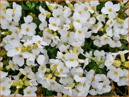 Arabis ferdinandi-coburgii &#039;Variegata&#039; | Randjesbloem | Mazedonische G&auml;nsekresse