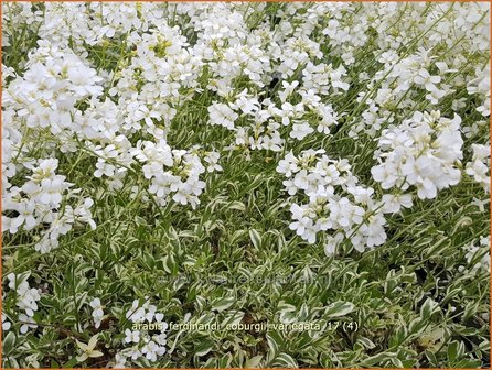 Arabis ferdinandi-coburgii &#039;Variegata&#039; | Randjesbloem | Mazedonische G&auml;nsekresse