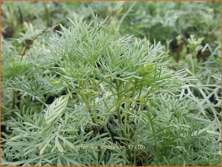 Artemisia abrotanum | Citroenkruid, Alsem, Bijvoet | Eberraute