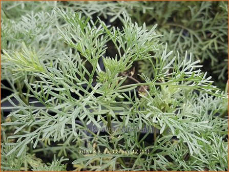 Artemisia abrotanum | Citroenkruid, Alsem, Bijvoet | Eberraute