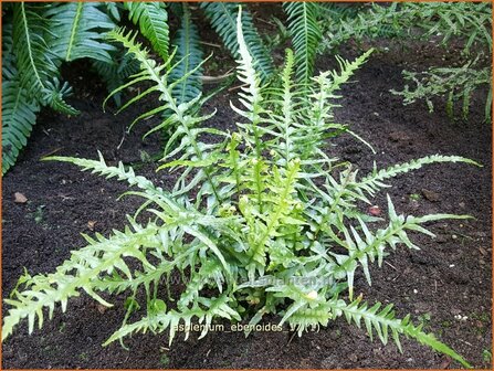 Asplenium ebenoides | Streepvaren | Streifenfarn