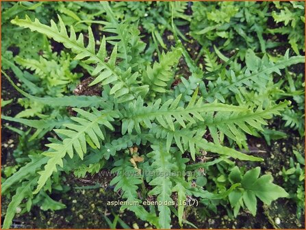 Asplenium ebenoides | Streepvaren | Streifenfarn