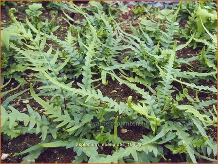 Asplenium ebenoides | Streepvaren | Streifenfarn