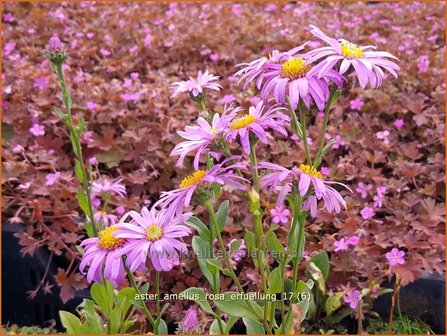 Aster amellus &#039;Rosa Erf&uuml;llung&#039; | Bergaster, Aster | Bergaster