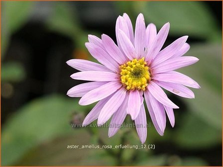 Aster amellus &#039;Rosa Erf&uuml;llung&#039; | Bergaster, Aster | Bergaster