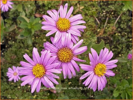 Aster amellus &#039;Rosa Erf&uuml;llung&#039; | Bergaster, Aster | Bergaster