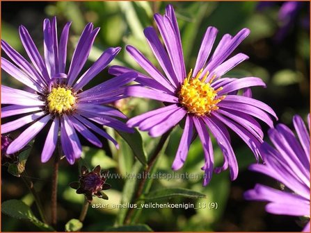 Aster amellus &#039;Veilchenkoenigin&#039; | Bergaster, Aster | Bergaster