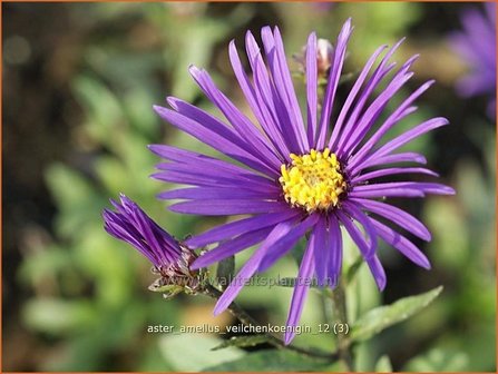 Aster amellus &#039;Veilchenkoenigin&#039; | Bergaster, Aster | Bergaster