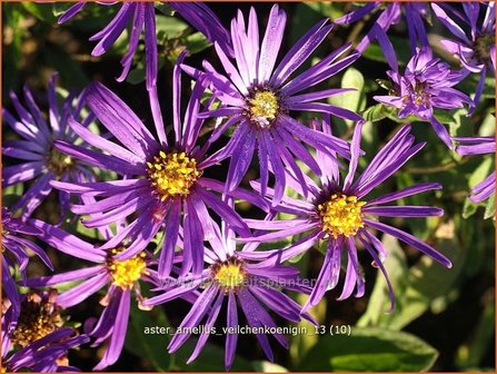 Aster amellus &#039;Veilchenkoenigin&#039; | Bergaster, Aster | Bergaster