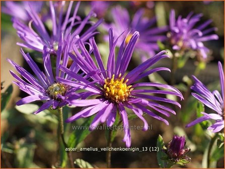 Aster amellus &#039;Veilchenkoenigin&#039; | Bergaster, Aster | Bergaster