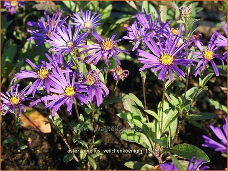 Aster amellus &#039;Veilchenkoenigin&#039; | Bergaster, Aster | Bergaster