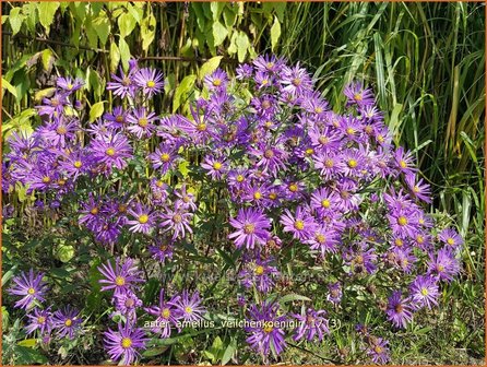 Aster amellus &#039;Veilchenkoenigin&#039; | Bergaster, Aster | Bergaster