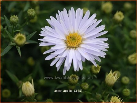 Aster &#039;Apollo&#039; | Aster | Aster