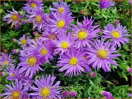 Aster &#039;Augenweide&#039; | Aster | Aster