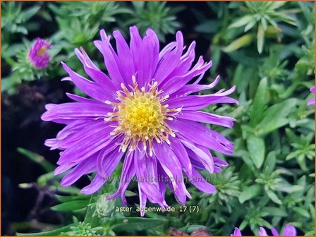 Aster &#039;Augenweide&#039; | Aster | Aster