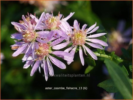 Aster &#039;Coombe Fishacre&#039; | Aster | Aster