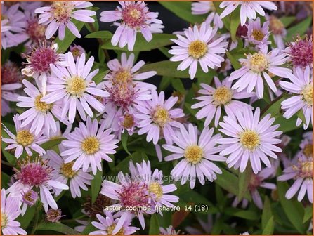 Aster &#039;Coombe Fishacre&#039; | Aster | Aster