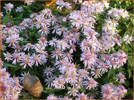 Aster &#039;Coombe Fishacre&#039; | Aster | Aster