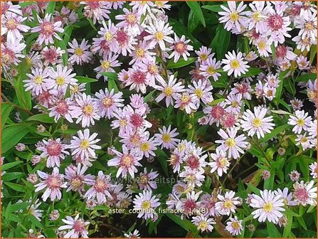 Aster &#039;Coombe Fishacre&#039; | Aster | Aster